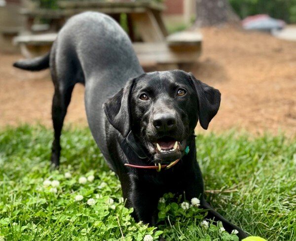 black dog playing