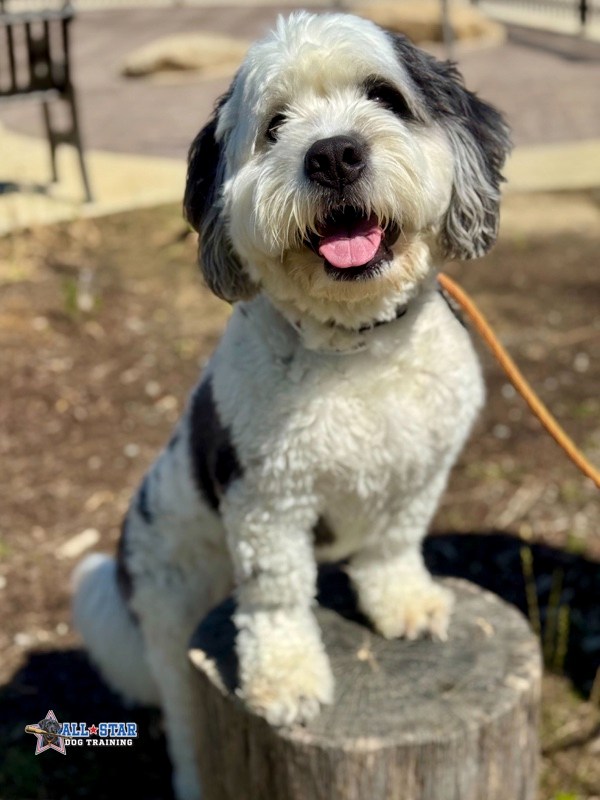 dog standing on a tree stump