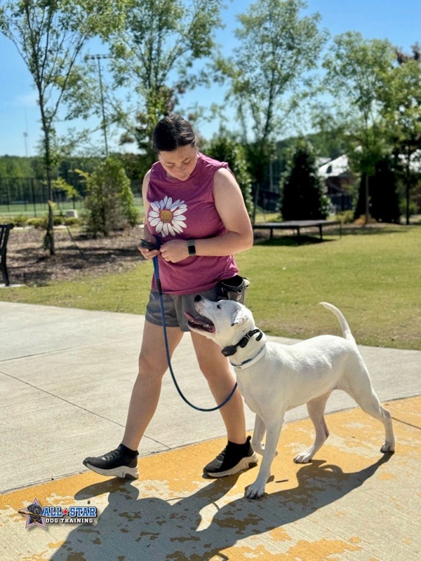 trainer walking a white dog