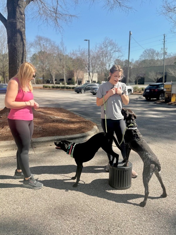 trainers with dogs
