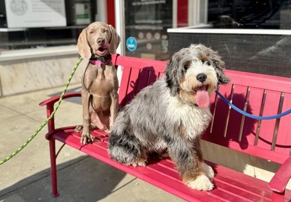 two dogs on a red bench