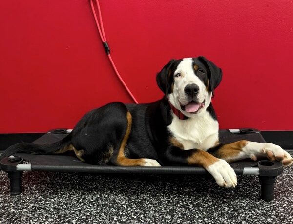 dog laying down