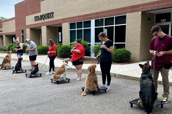 group dog training