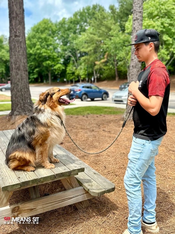 dog sitting on picnic table with trainer