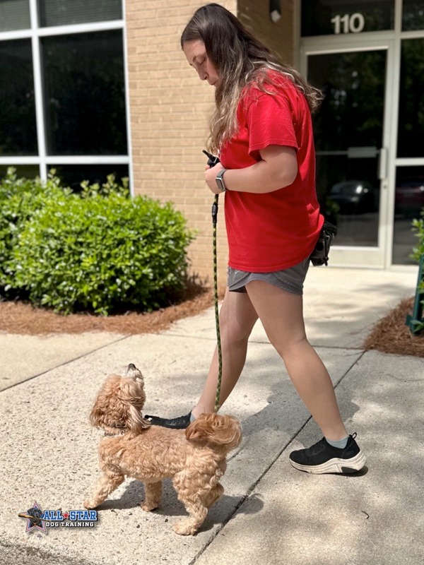 trainer walking a dog