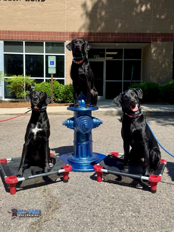 three black dogs sitting
