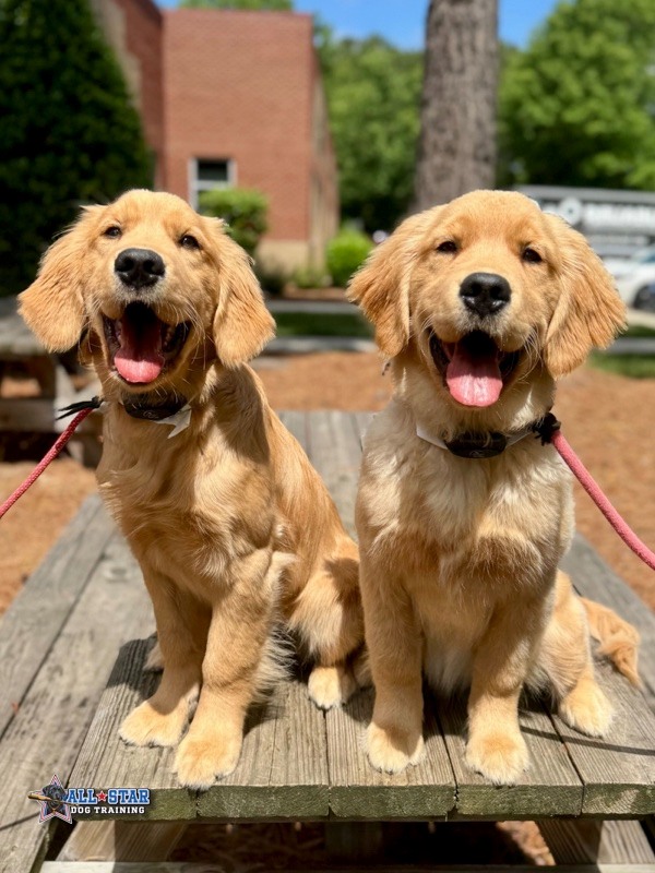 two puppies on a picnic table