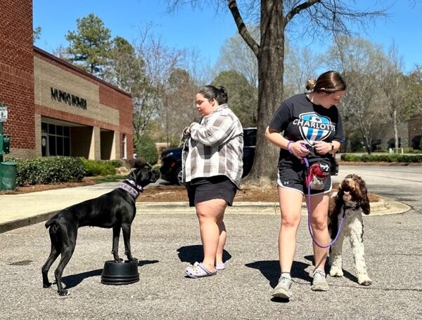 trainers working with dogs