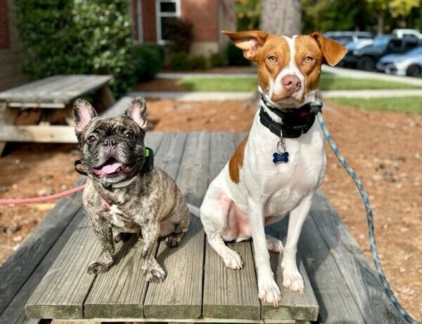 two dogs sitting on a picnic table