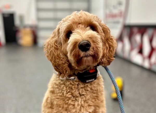 golden doodle