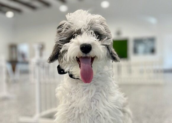 dog smiling