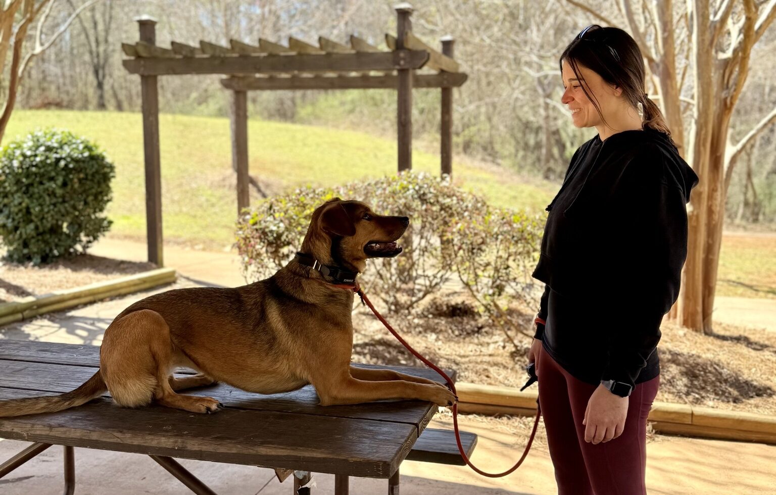 dog laying on a table