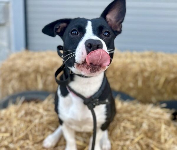 puppy with his tongue out
