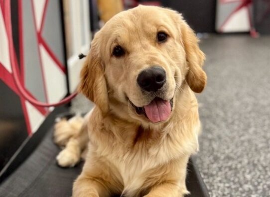 golden retriever smiling