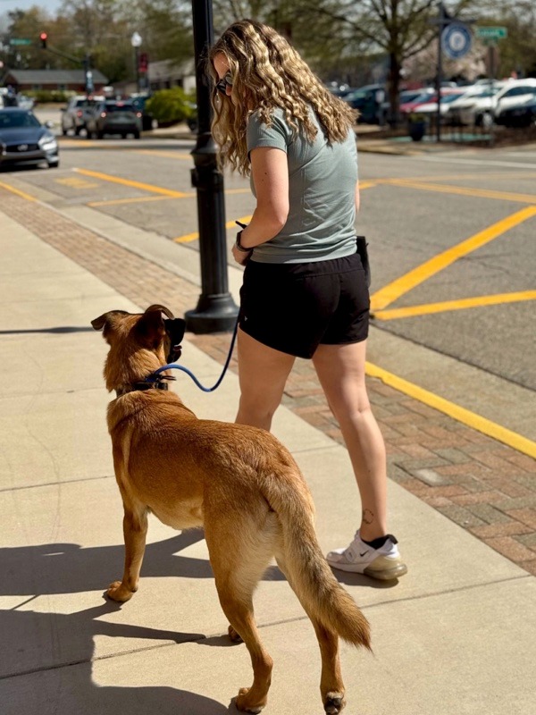 trainer walking a dog