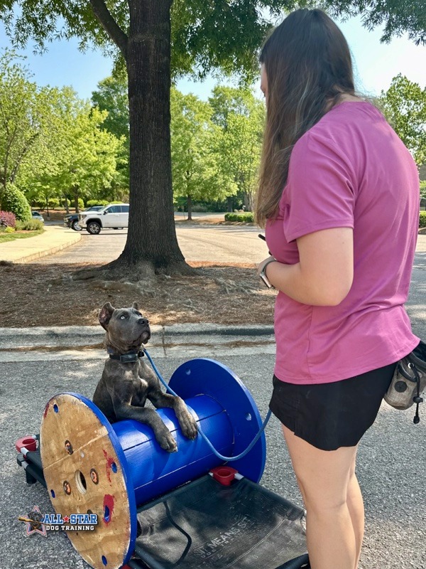 dog with trainer