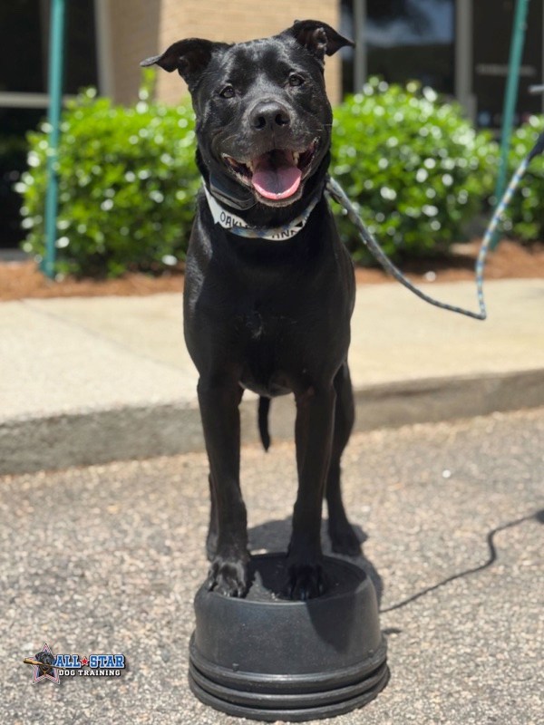 dog standing on a ball