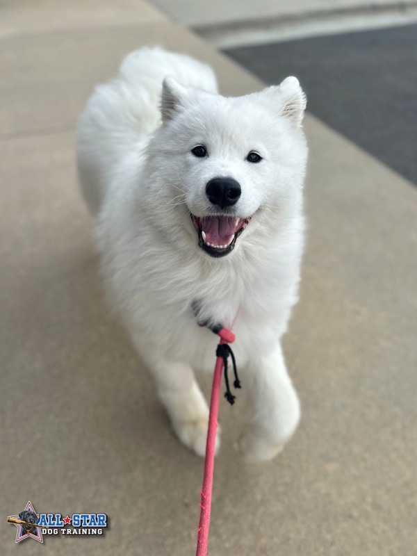 dog running