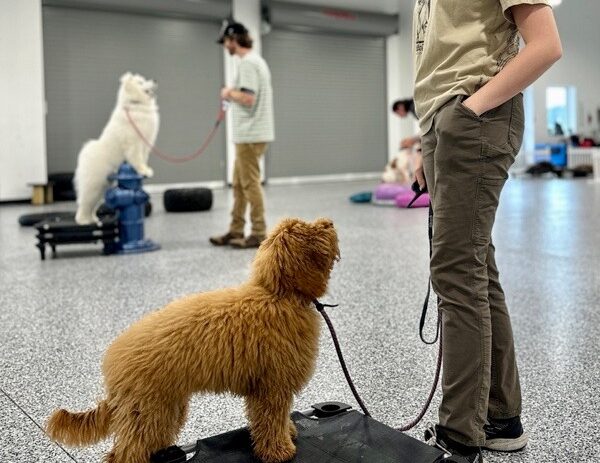 dog looking at trainer