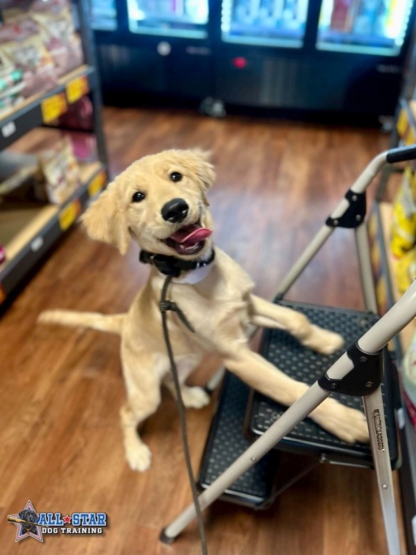 puppy in a store