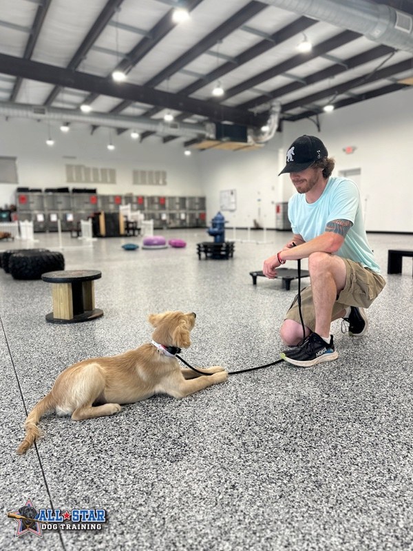 dog laying down for trainer
