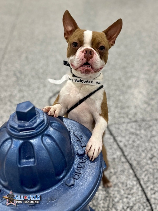 dog with his paws on a fire hydrant