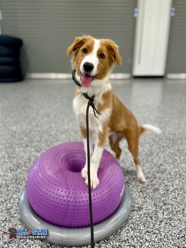dog in training