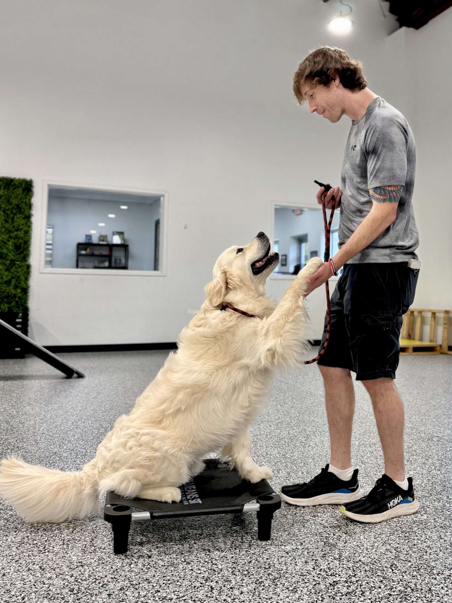 trainer shaking dogs paw