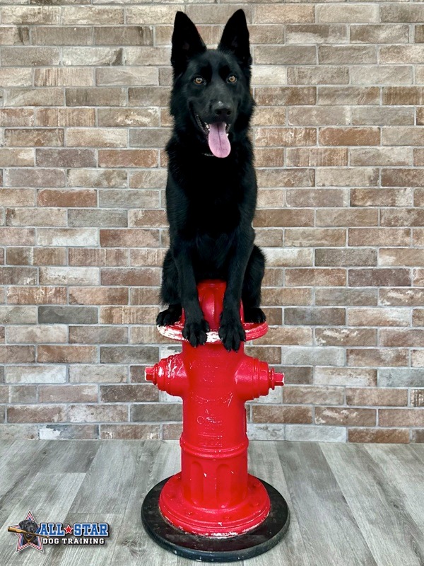dog sitting on fire hydrant