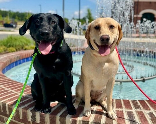 two dogs by a fountain