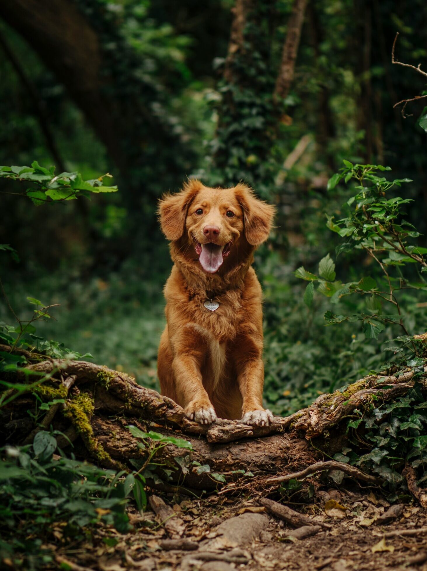 dog walking in the woods