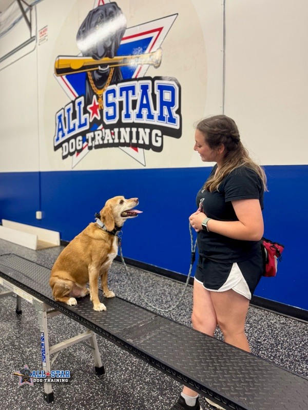 Dog trainer with dog at All-Star Dog Training Facility