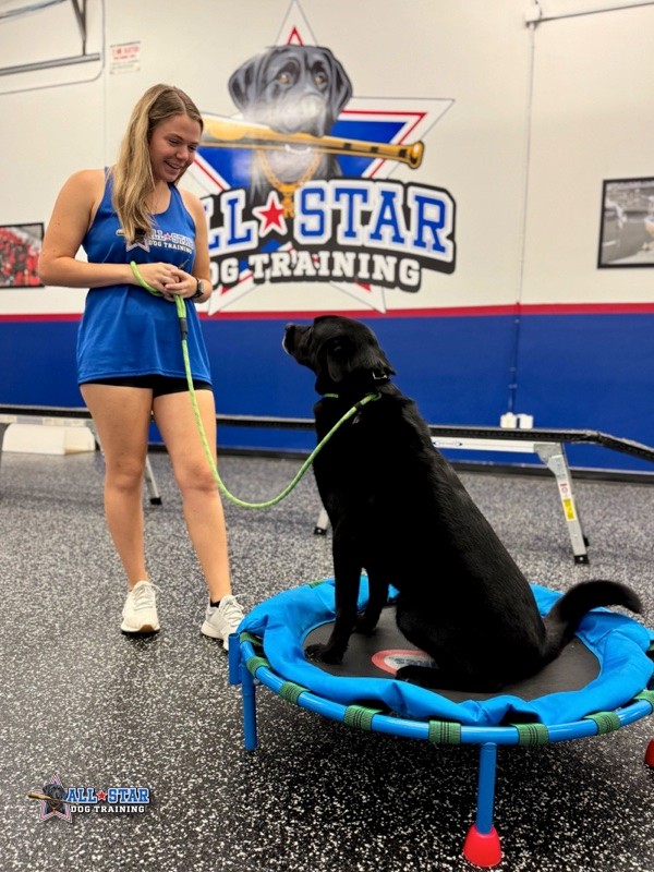 All-Star Dog Training Staff Member with dog sitting on trampoline