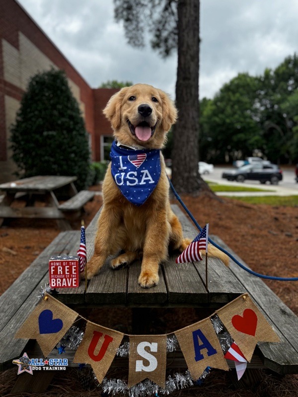 Goldren Retriever sitting on pic table with July 4th decor