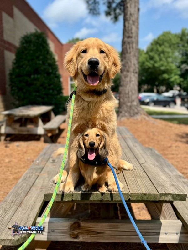 Golden Retriever with Dachshund on picnic table
