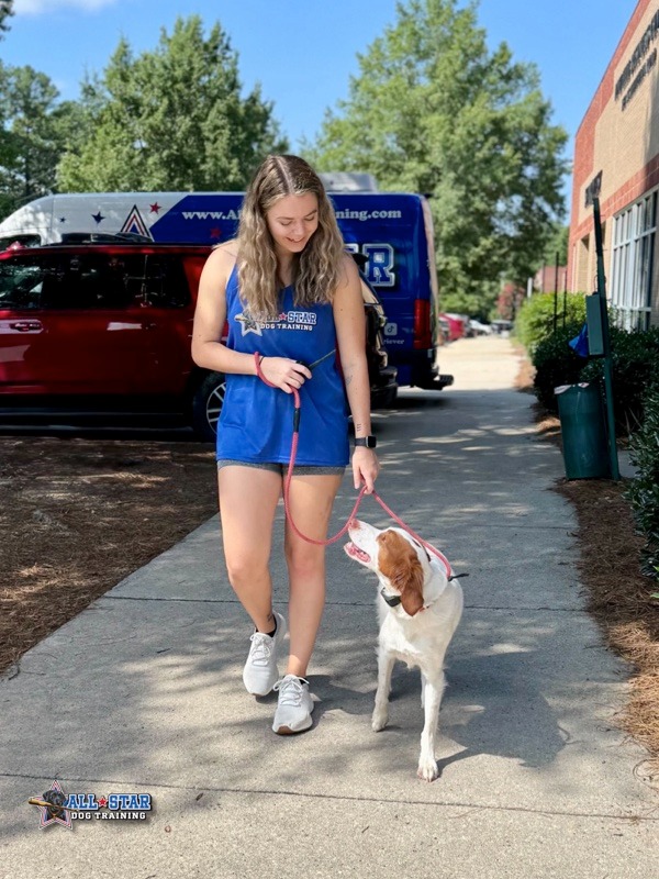 All-Star Dog Training Employee doing leash training with dog outside