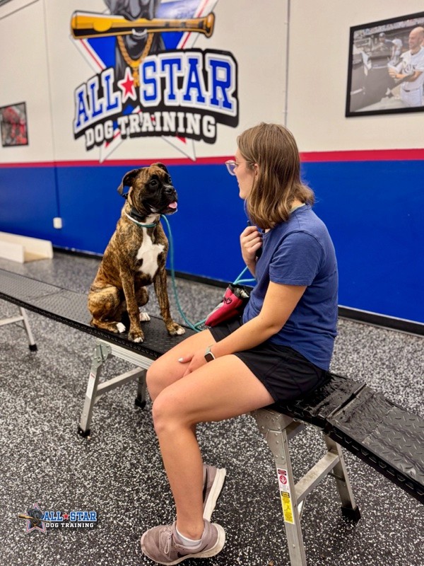Boxer with All-Star Dog Trainer at training class