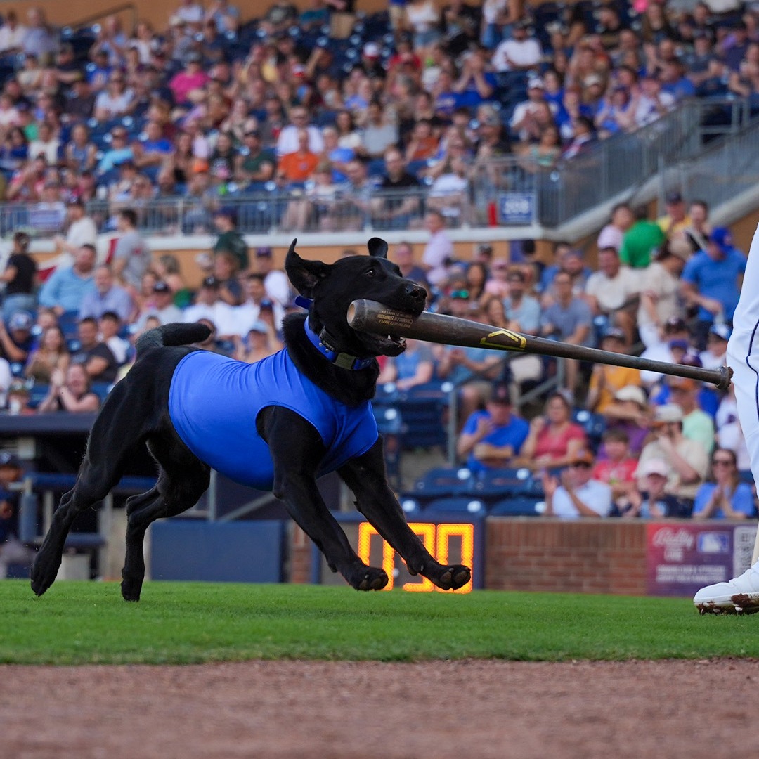 Champ fetching baseball at Durham Bulls game