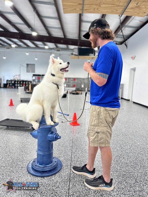 All-Star Dog Training Staff next to dog sitting on top of fire hydrant