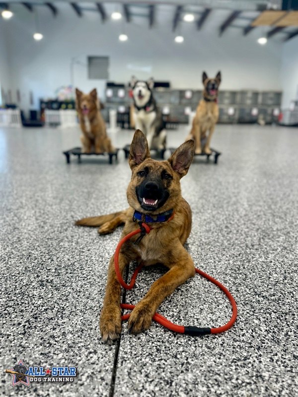 Dog laying down smiling with other dogs sitting behind him
