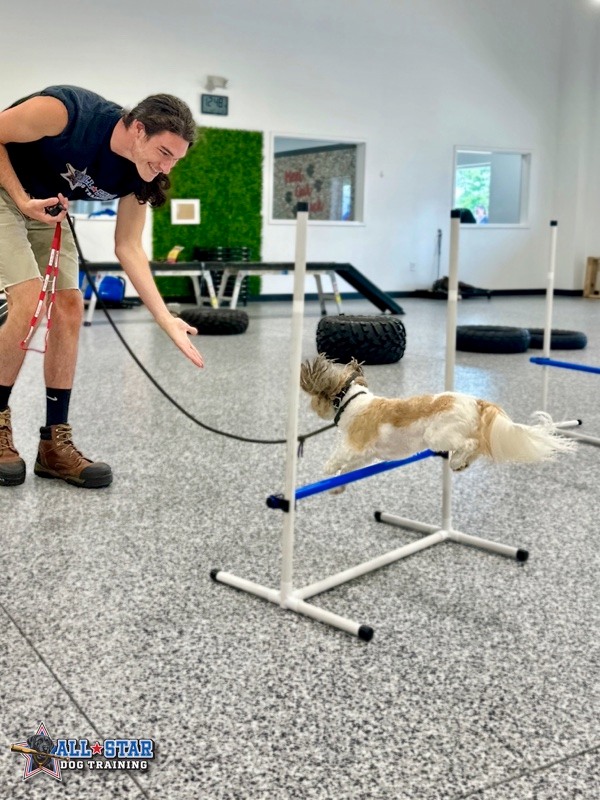 Dog jumping over hurdles with All-Star Dog Training Staff