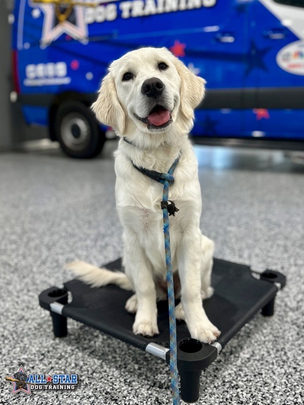 Golden Retriever dog sitting and smiling