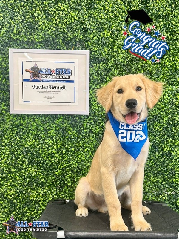 Puppy smiling with All-Star Dog Training Certificate for graduating training