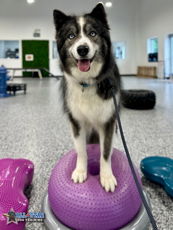 Dog smiling on top of medicine ball