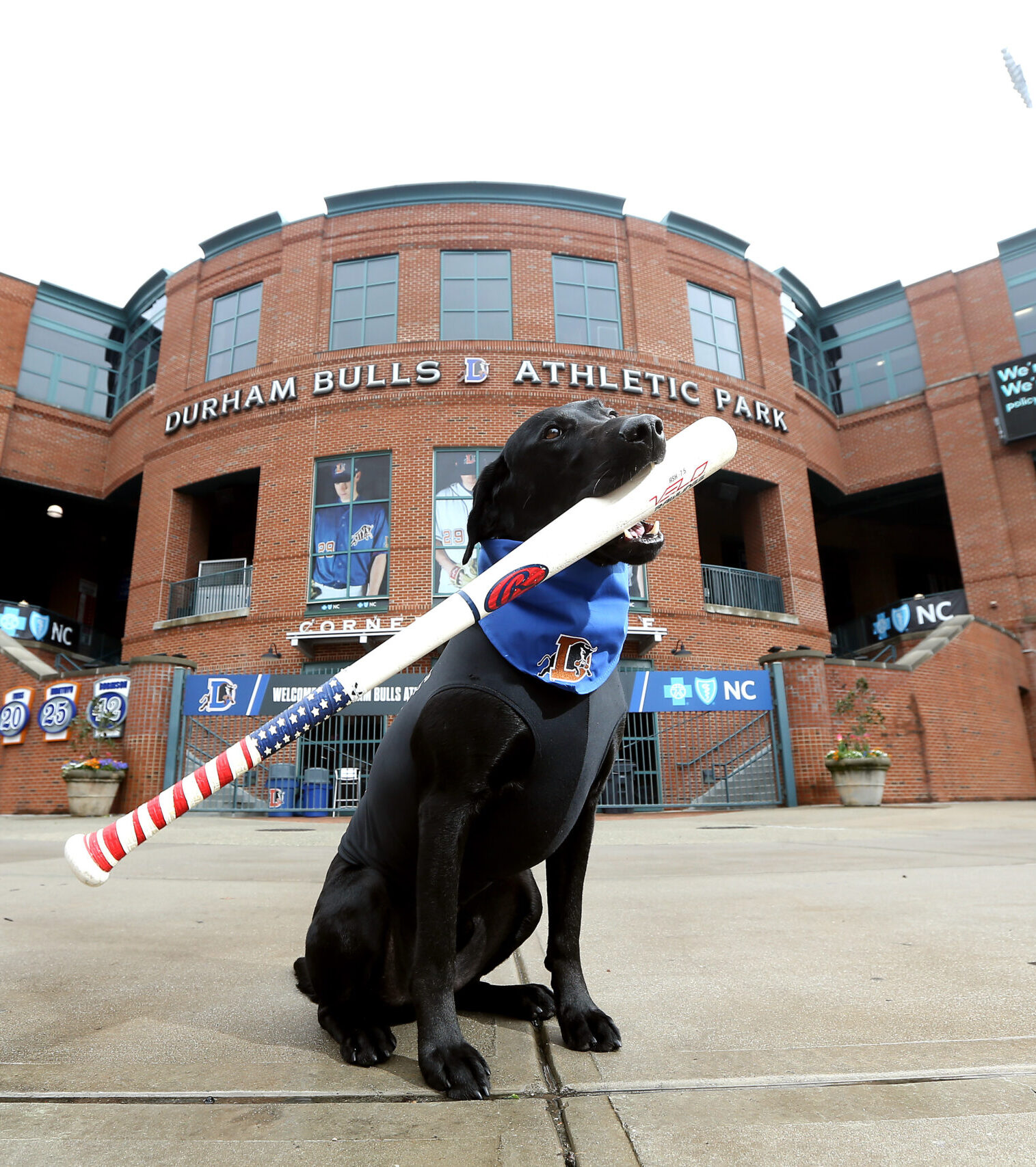 Ripken posing with baseball bat inside mouth at Durham Bulls Stadium