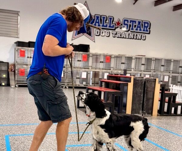 Dog getting trained at All-Star Dog Training Charlotte facility