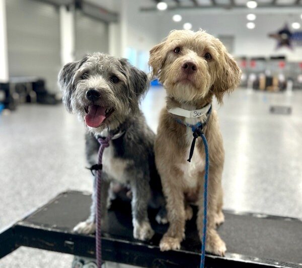 Two dogs placing on table at group classes