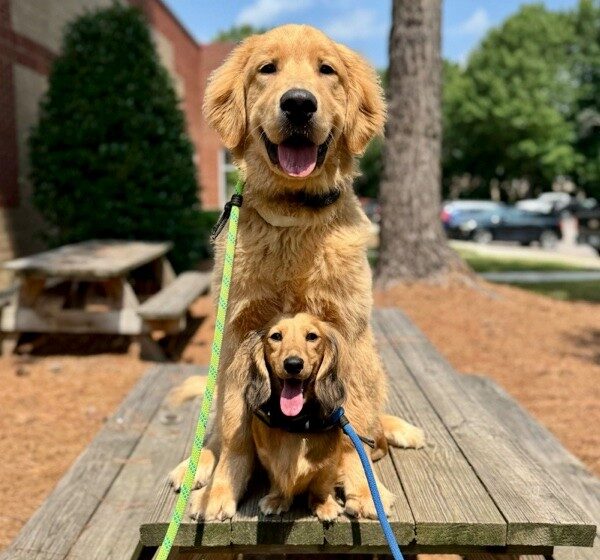 Golden retriever and dachshund placing on picnic table