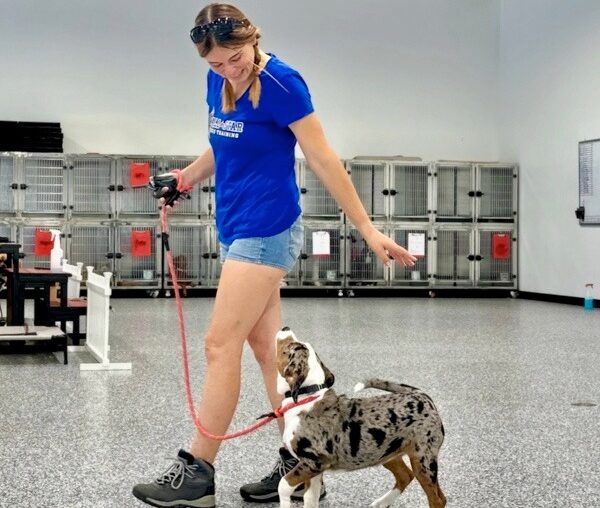 Dog trainer with dog walking