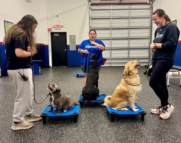 Group dog training class at All-Star Dog Training Facility